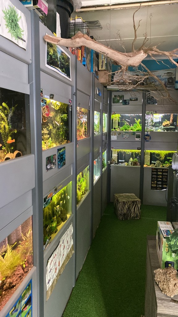 An assortment of aquascaped fish tanks