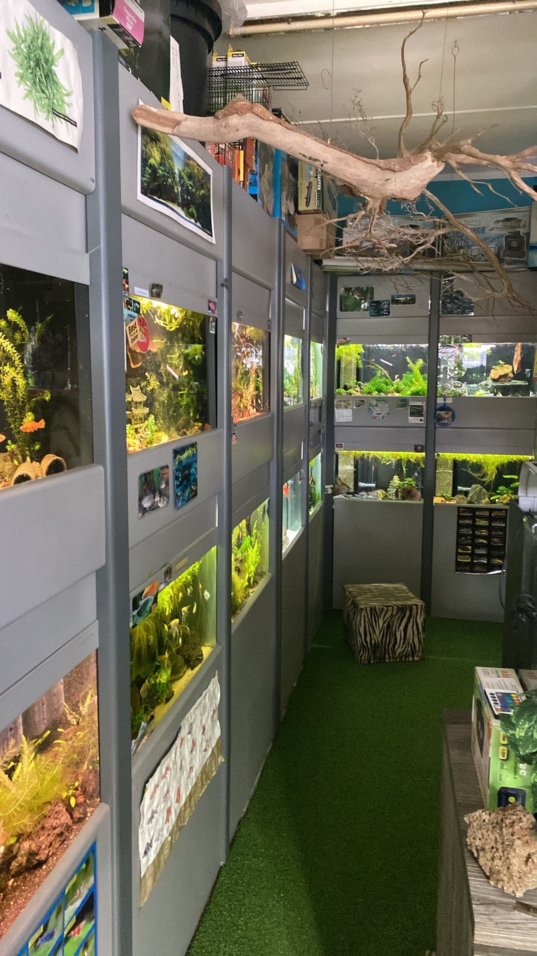 An assortment of aquascaped fish tanks