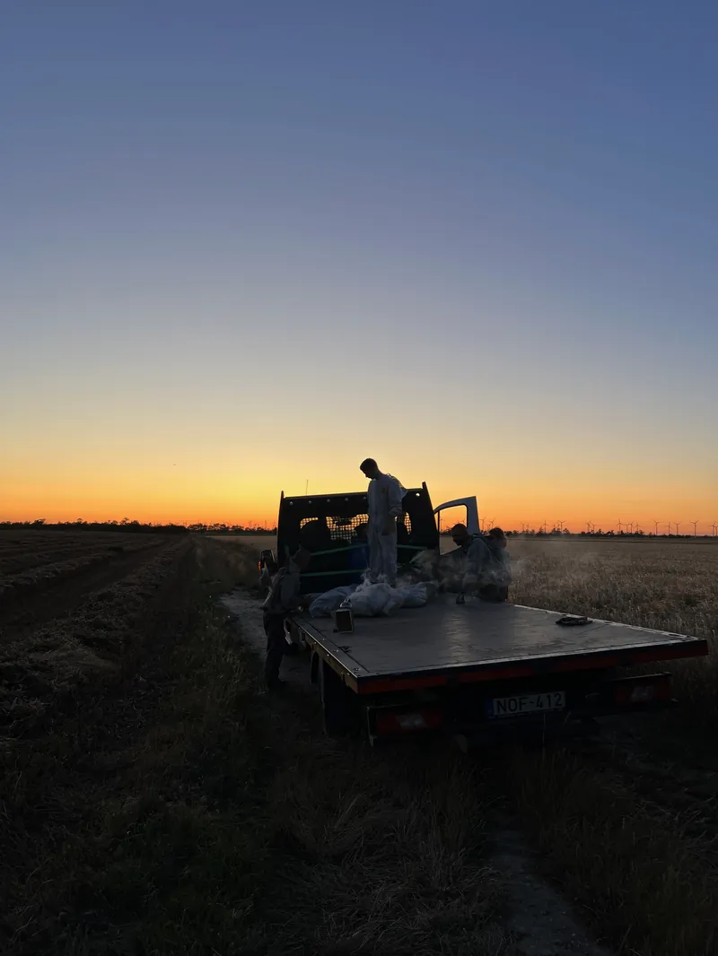Méhszállítás előkészületek a Bazsó Méhészetben