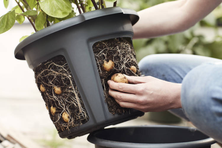 aardappels kweken pot elho