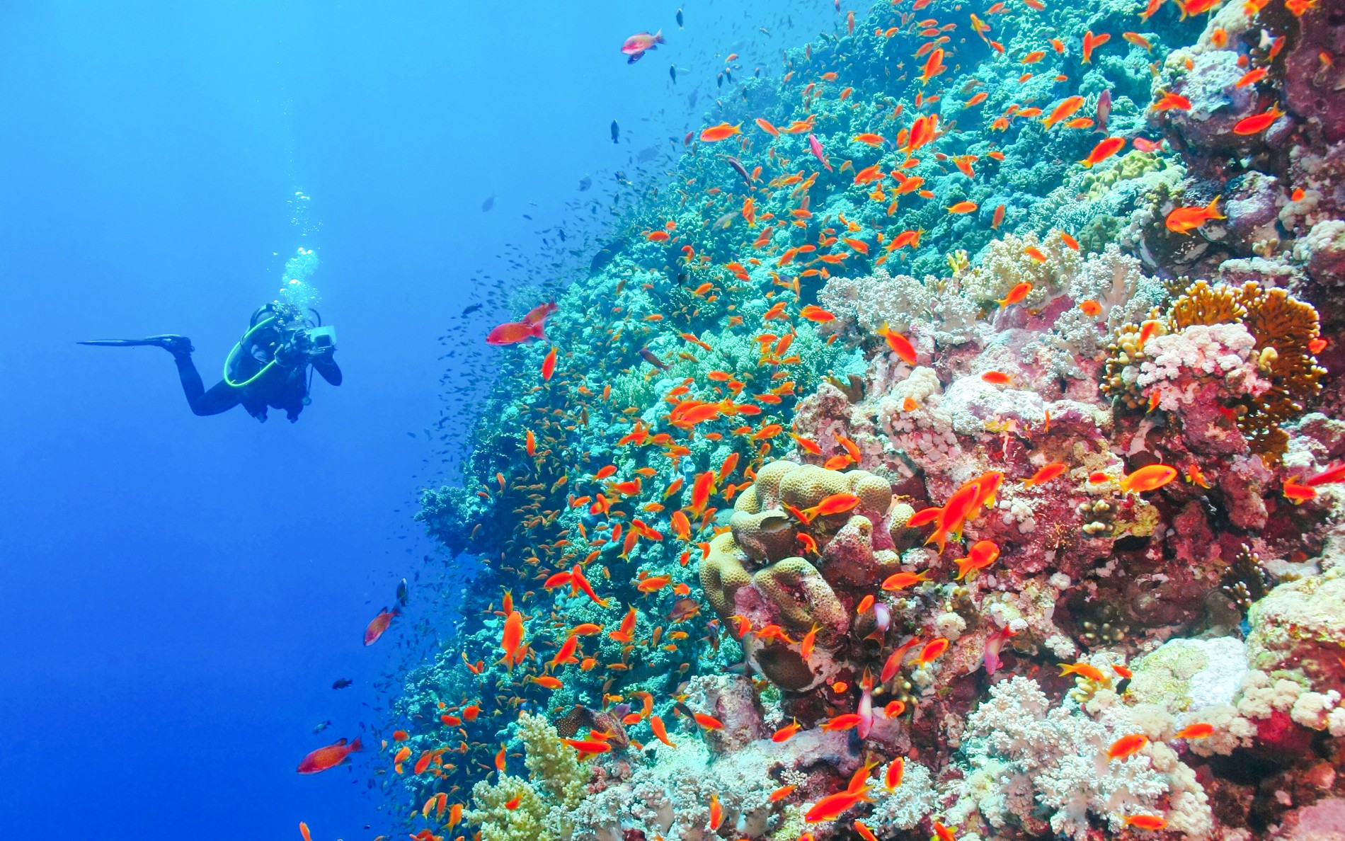 シャルム・エル・シェイクのホワイト・アイランドで、スキューバダイバーが色鮮やかなサンゴ礁を探索中。
