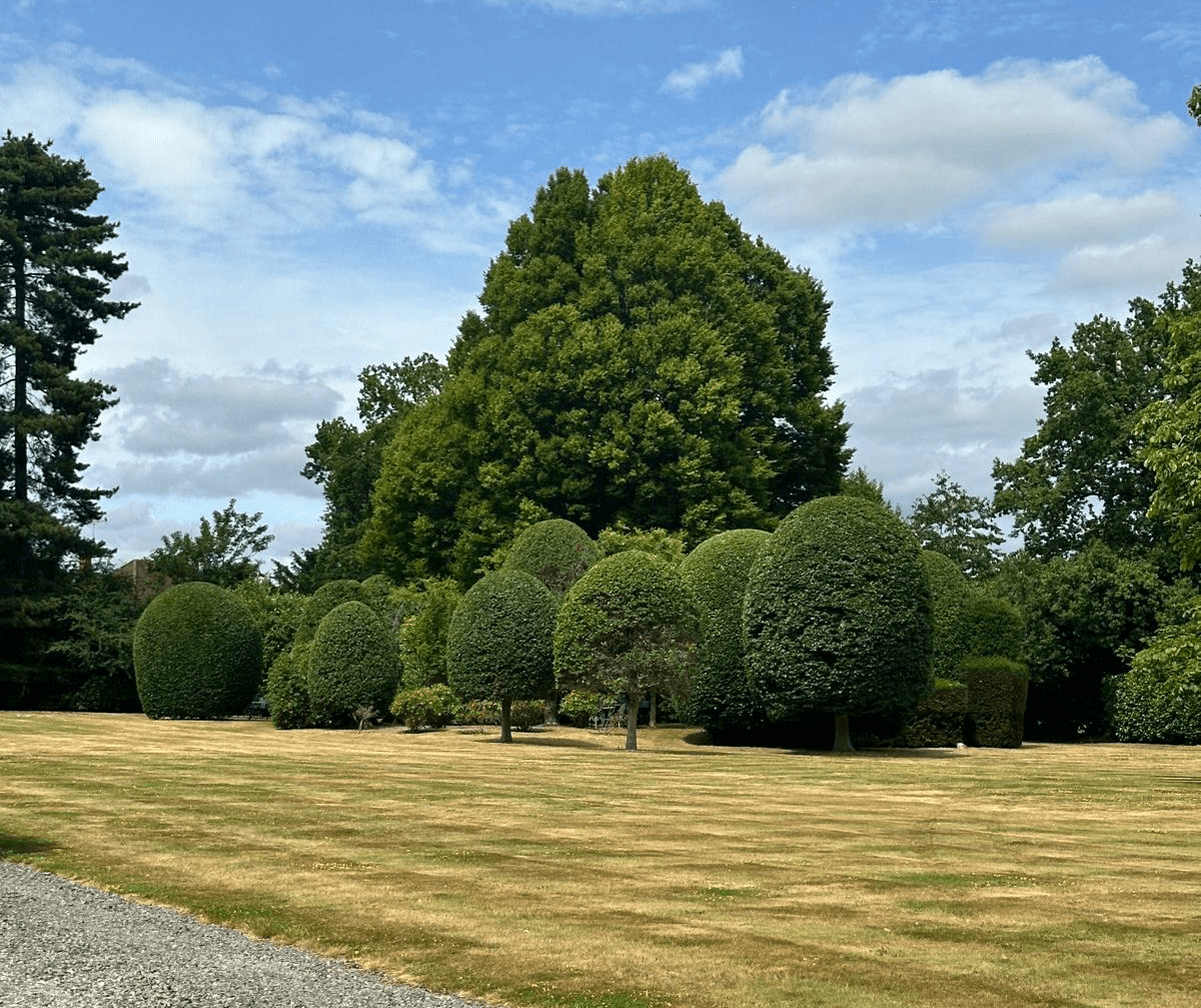 man-trimming-hedge-with-electric-trimmer-in-a-sunny-garden. - aleksander-dumała (pexels)