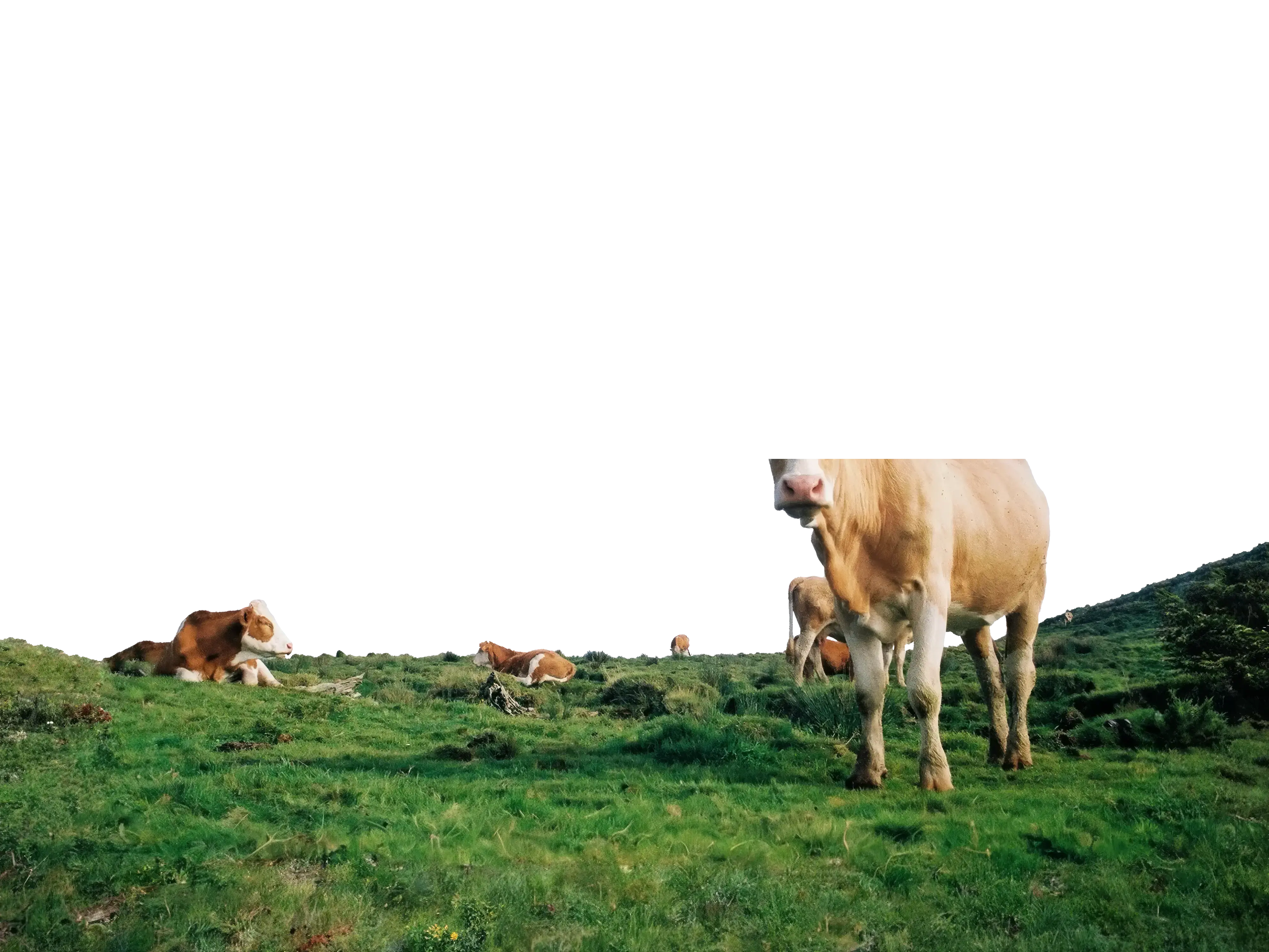 Foreground image for a cow on a rolling green field in southern Kentucky.