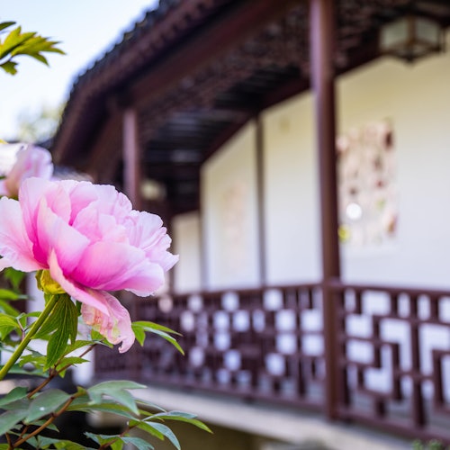 Fiore rosa in primo piano con un edificio tradizionale asiatico caratterizzato da griglie in legno e pareti bianche sullo sfondo.