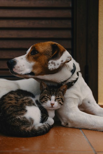 a cat and a dog