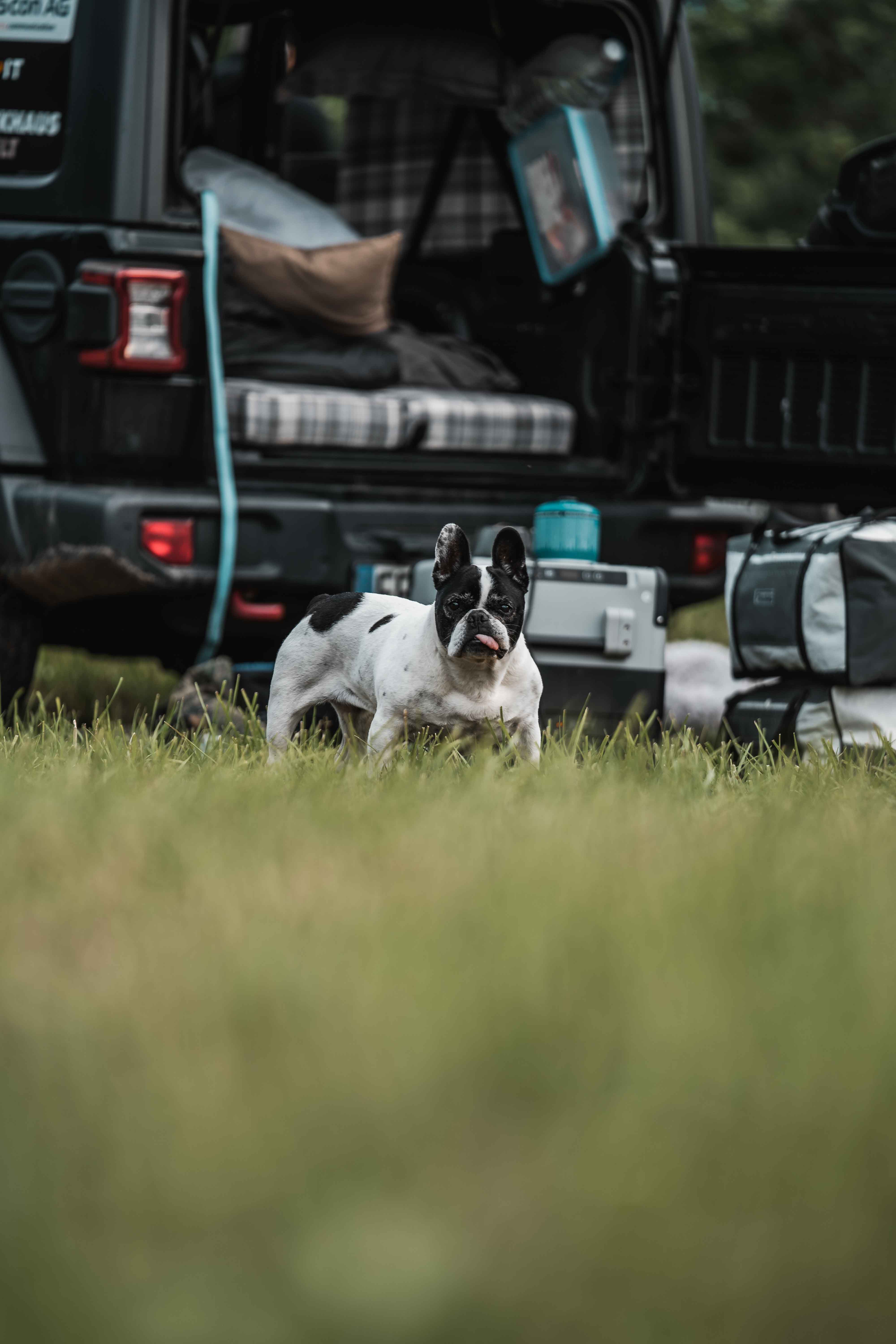 Woman enjoying sunset picnic in the desert, surrounded by lanterns and golden light.