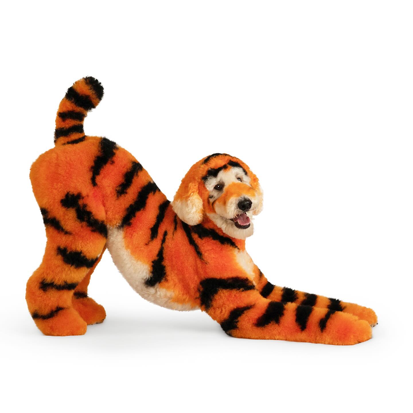 Dog groomed to resemble a cartoon tiger with orange and black stripes, capturing a fun and imaginative character look.