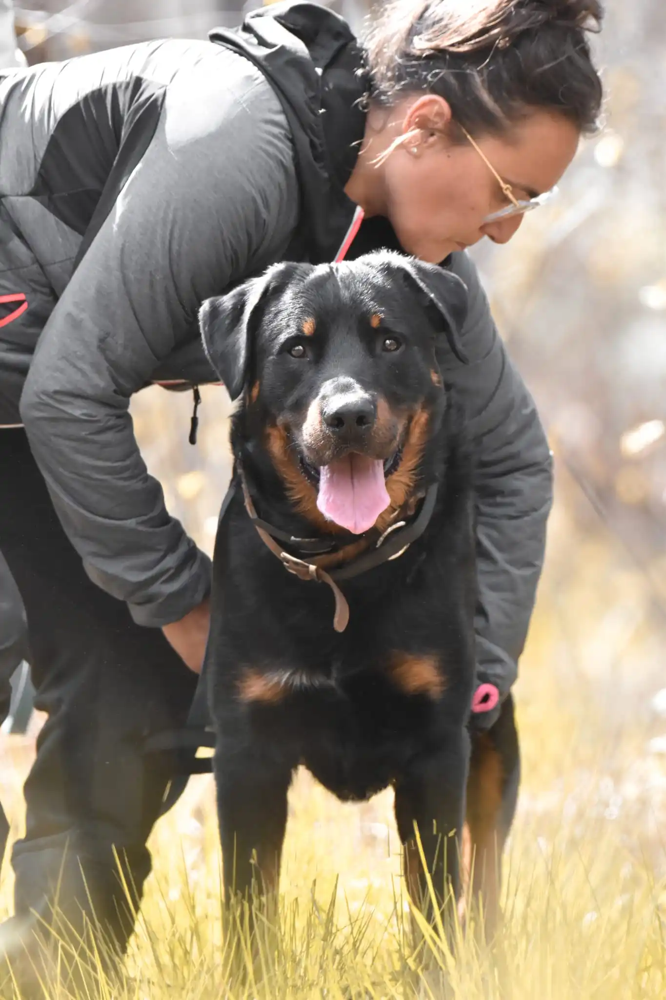 un binome de beauceron et sa maitresse en atelier mantrailling
