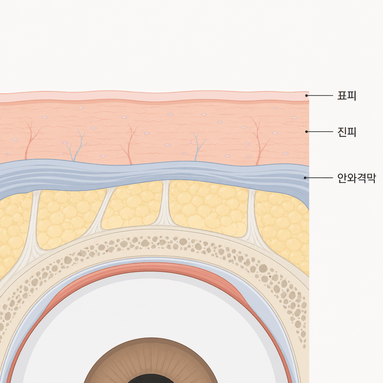 눈가 표피·진피층과 안와격막의 위치 관계