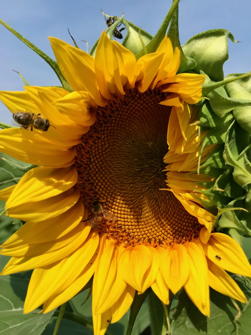 Eldeformálódott napraforgó virág a táblában