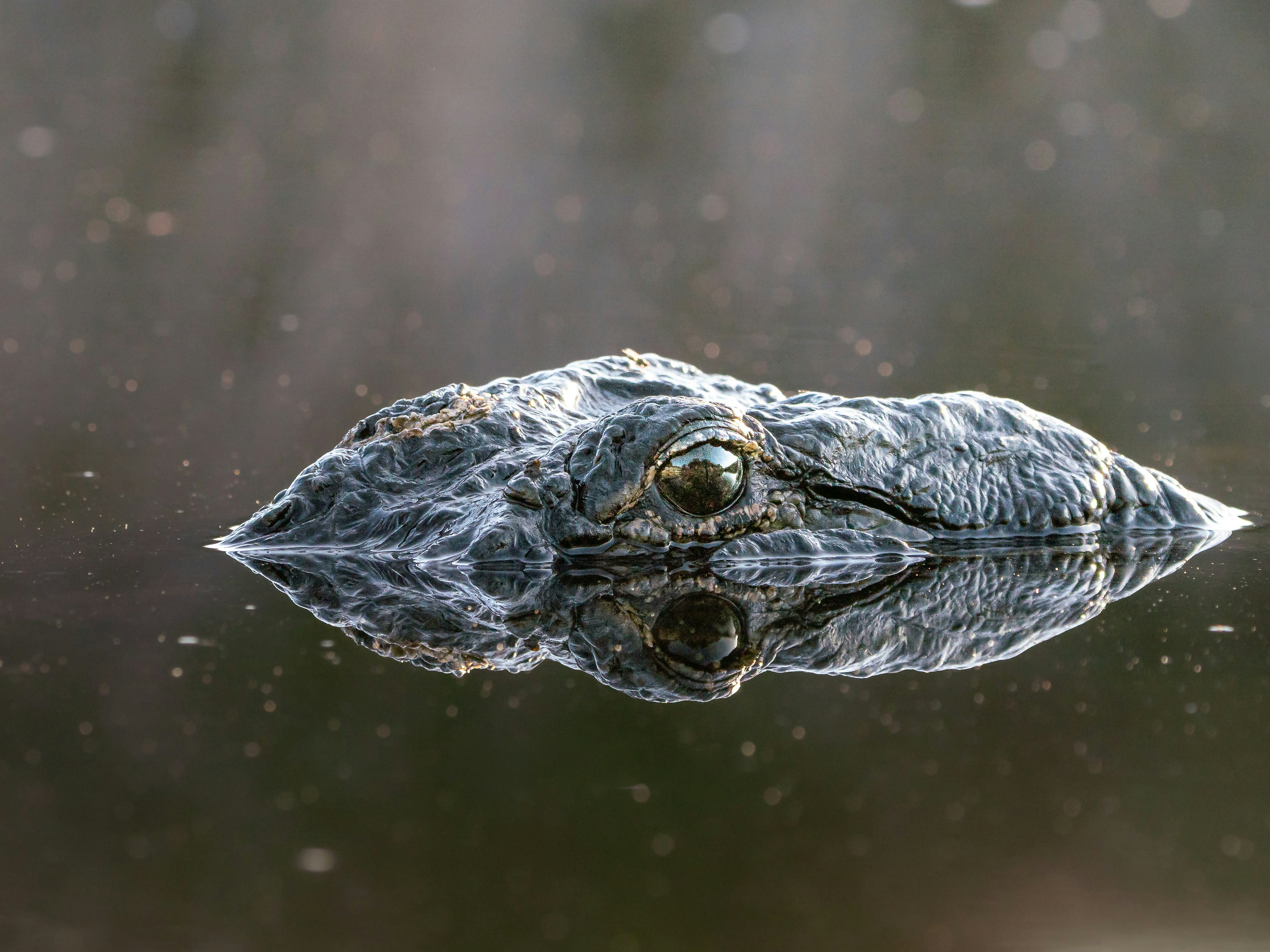 A crocodile peeking out of the water