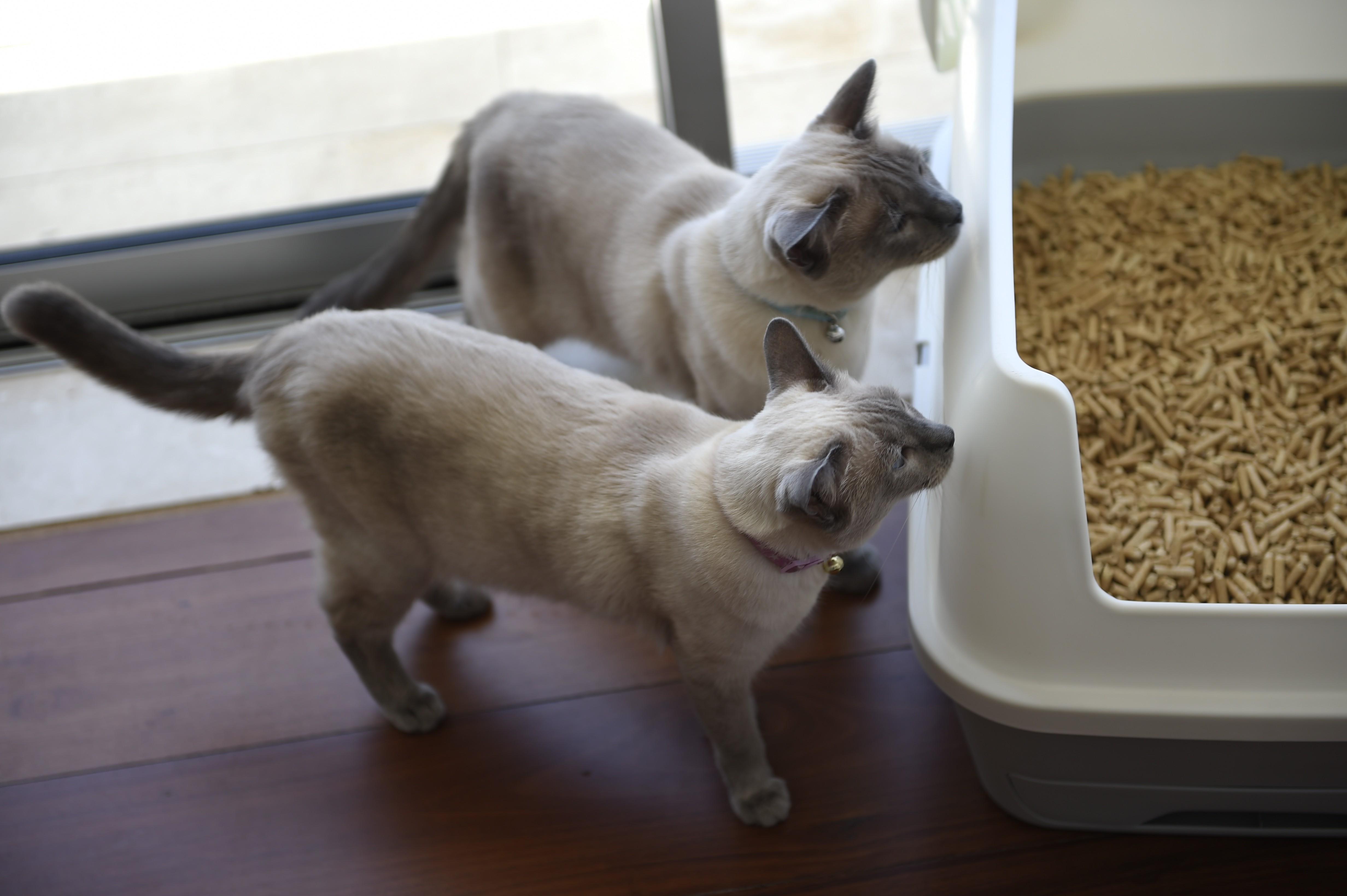 A A Treasured Pals Premium Sifting Litter System  filled with wood pellets is placed in the corner of a tiled room, accompanied by a scoop and a potted plant nearby.