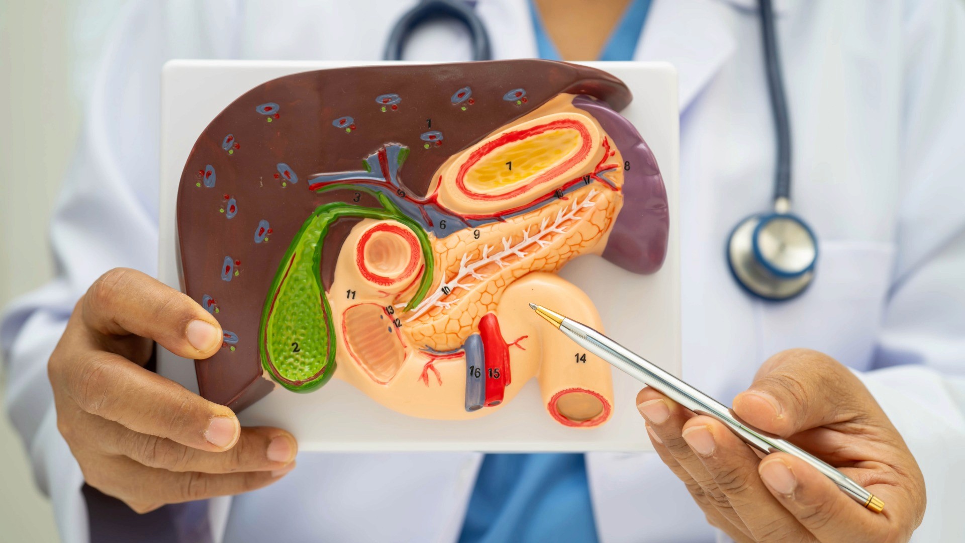 Close up of doctor holding diagram of pancreas