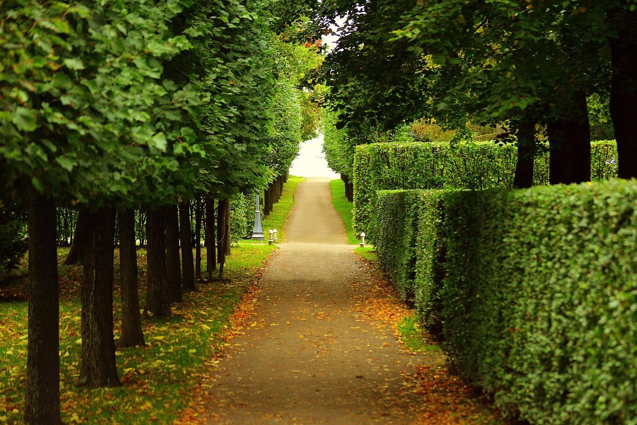 walkway,-trimmed,-bushes,-trees,-lining,-path,-leaves,-spring,-fall,-beautiful,- - 1139623 (pixabay)