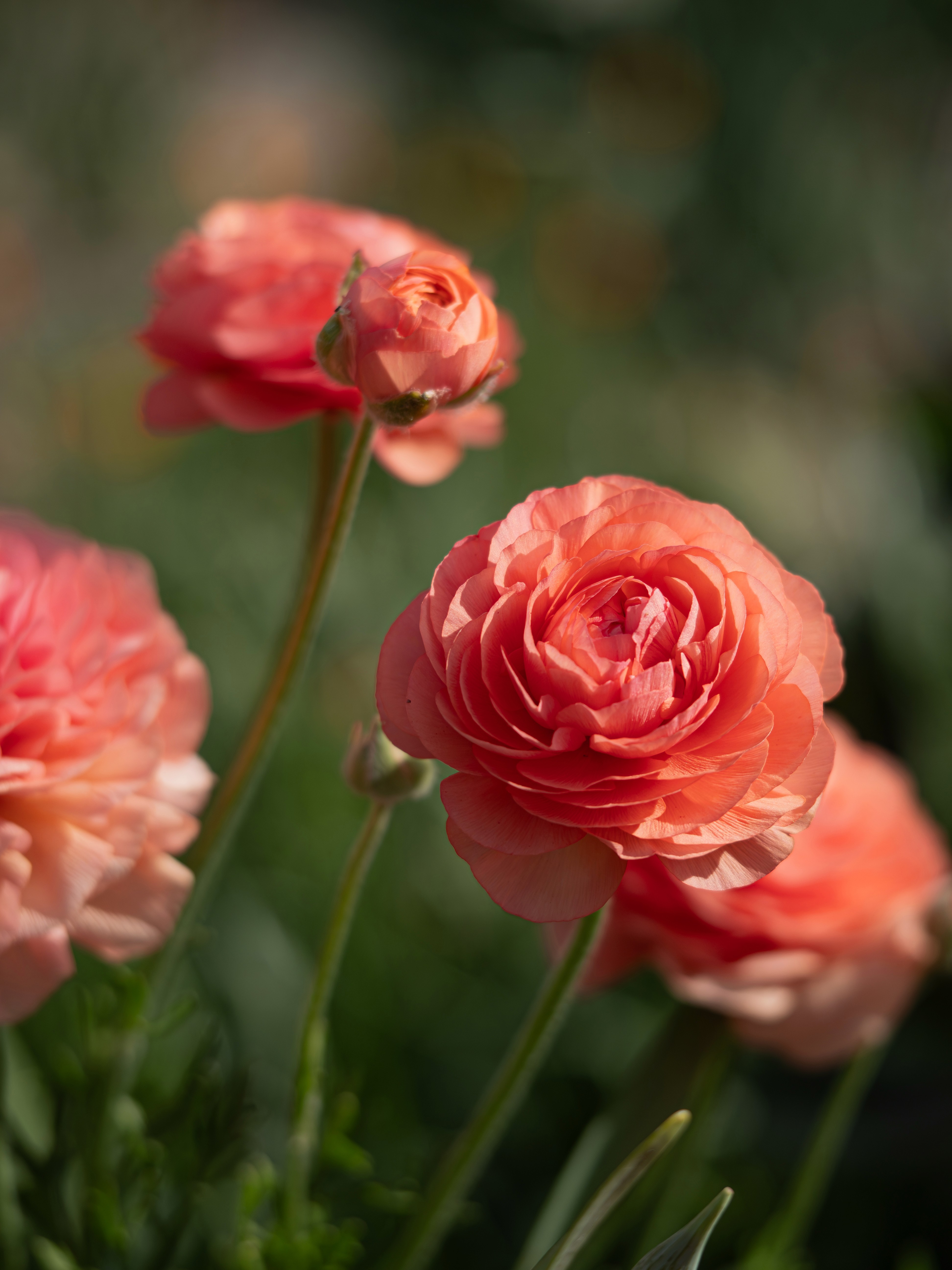 A cluster of peachy-pink ranunculus.