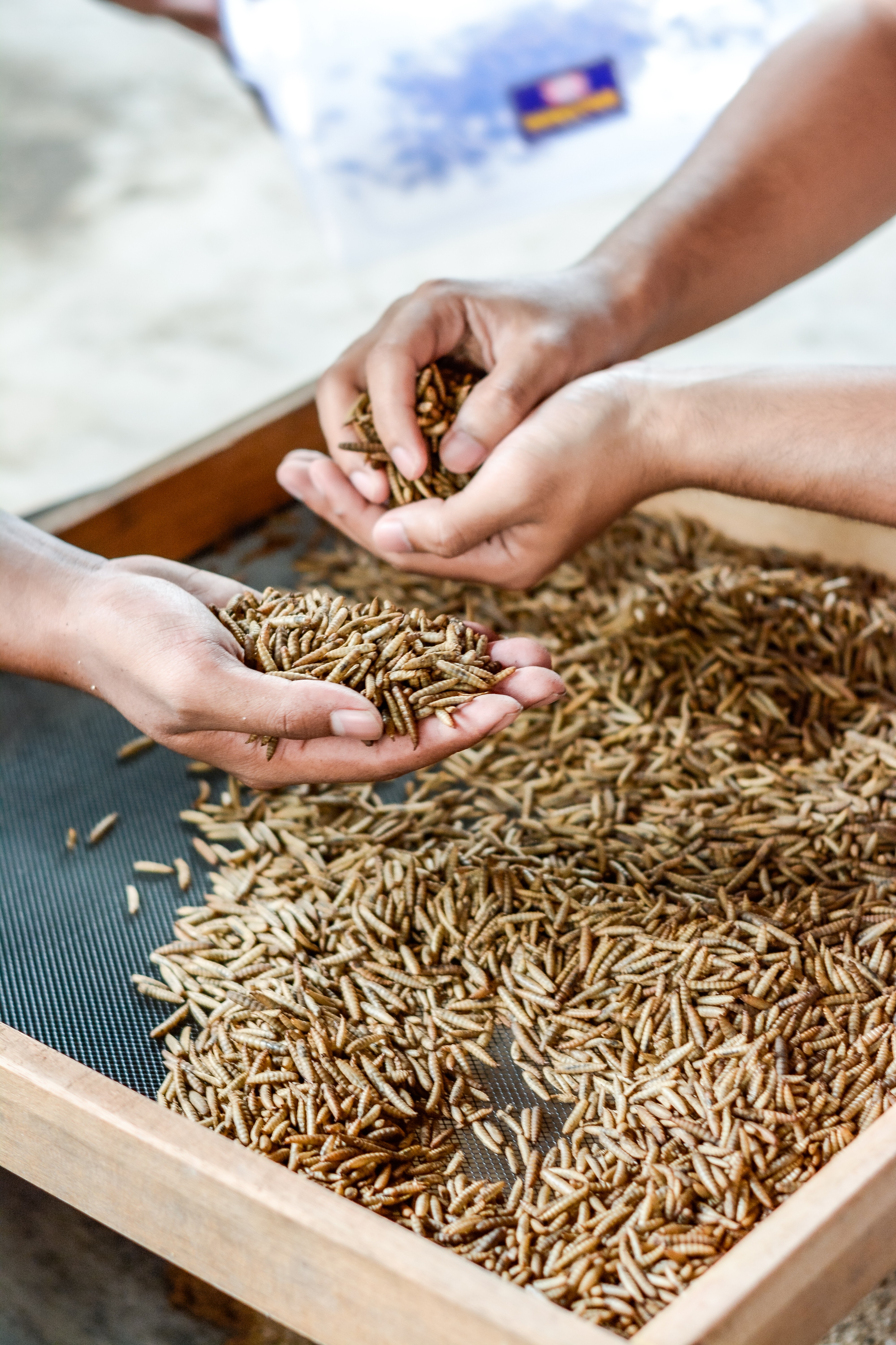 Supper Maggot Product Process Photoshoot