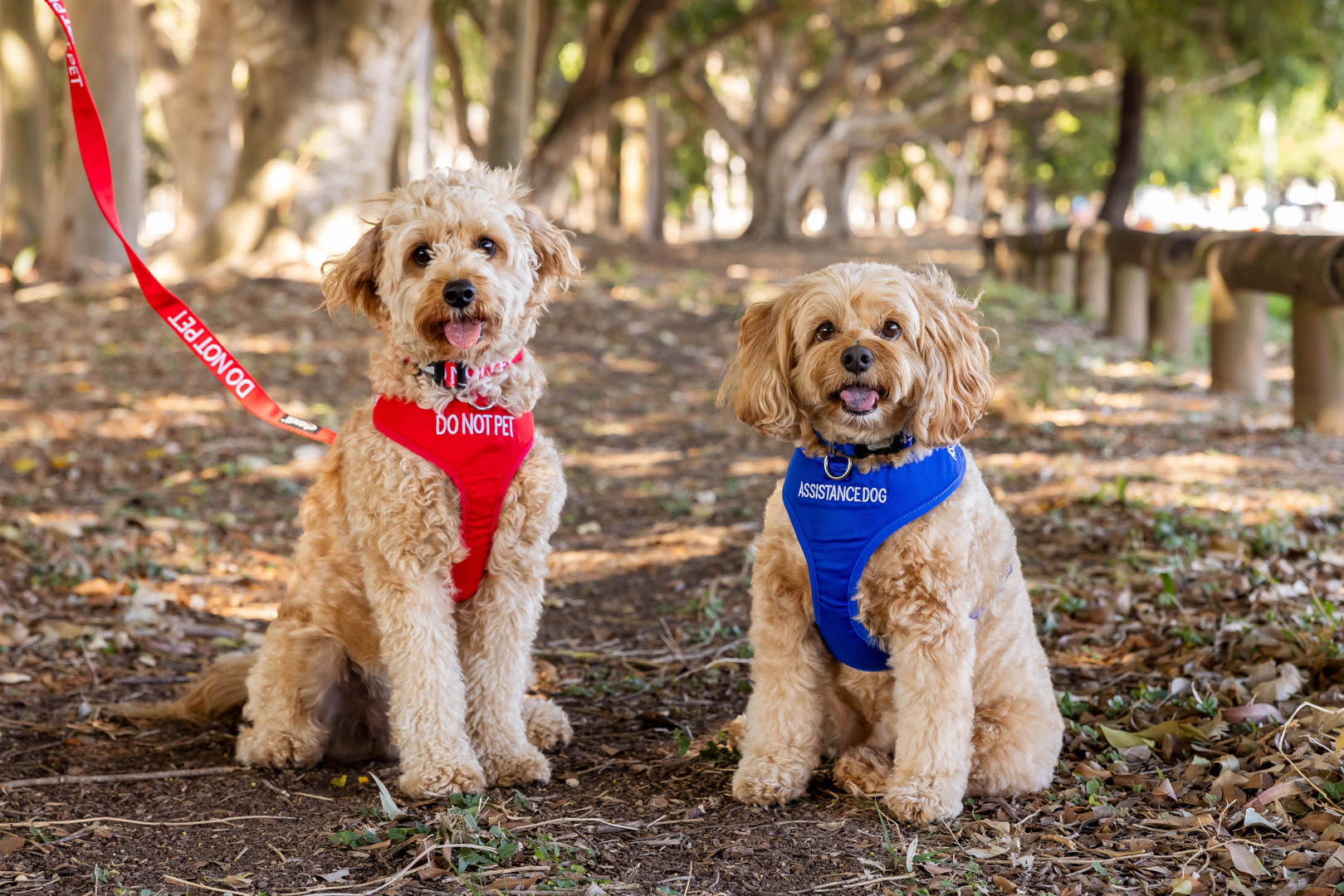 Two tan cavoodles sitting at the park with 'Do Not Pet' and 'Assistance Dog' harnesses