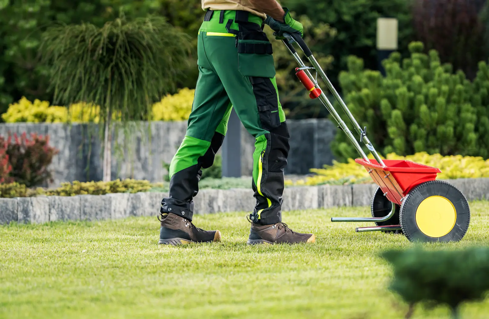 worker pushing grass seed spreader to overseed thin lawn