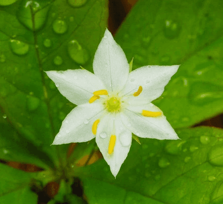 A white flower with 7 pointy petals and a yellow center