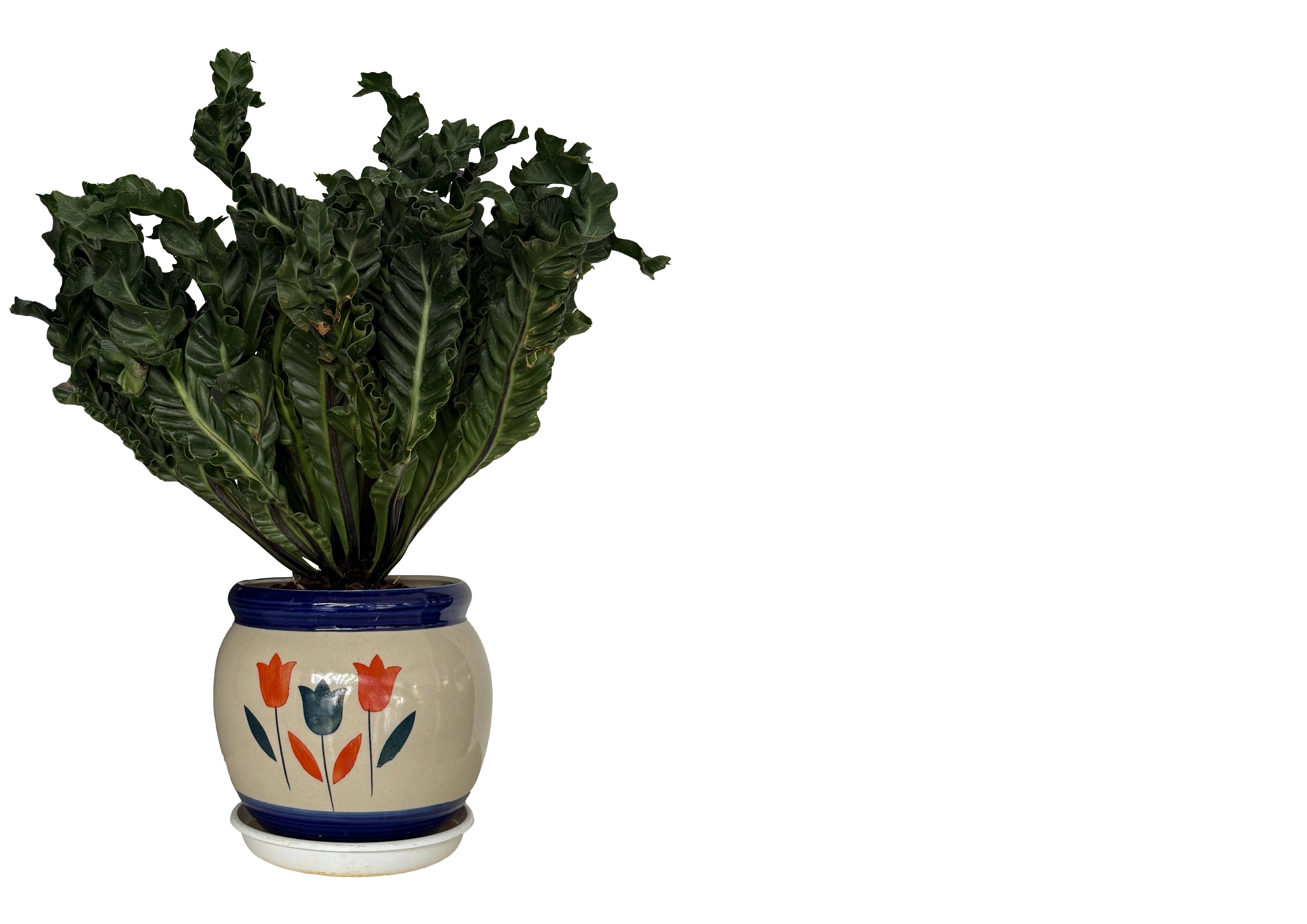 Potted plant with dark, rippling green leaves in a ceramic pot painted with red and blue flower motifs.