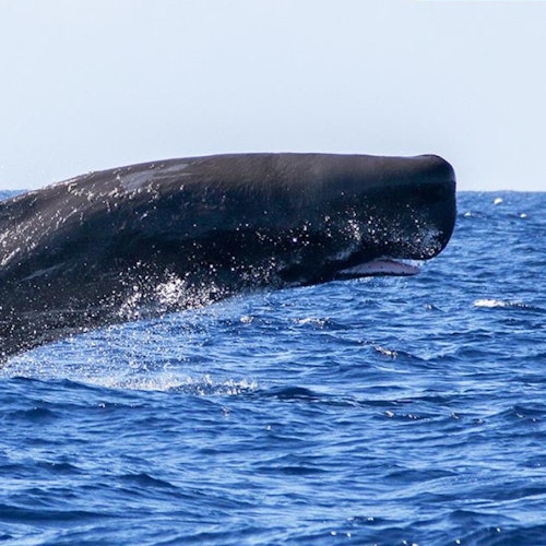 Whale and Dolphin Watching Cruise from Ponta Delgada tickets in Ponta Delgada