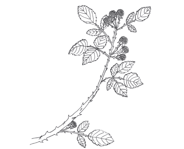 Blackcap Raspberry