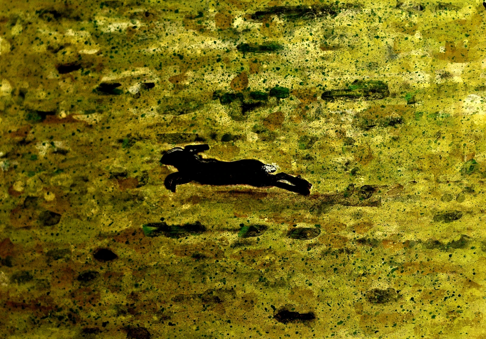 Tiere 36