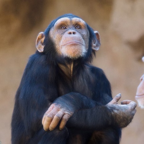 Loro Parque: Vstupenka + Diamond Pass vstupenky v Puerto De La Cruz