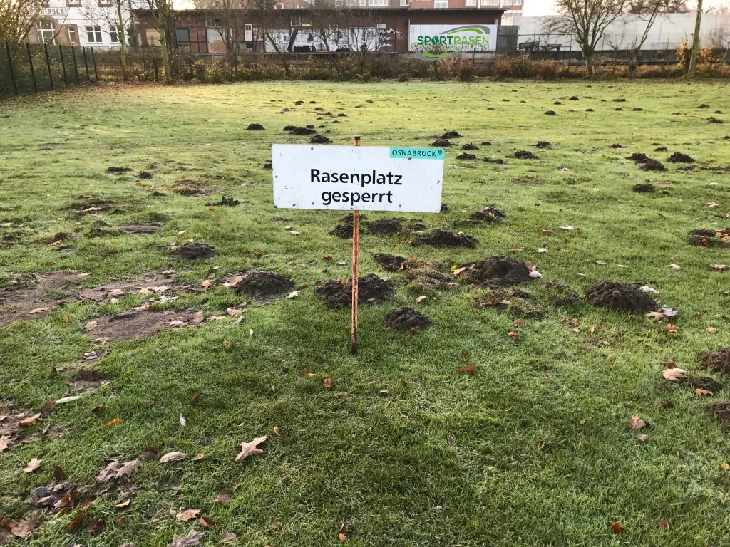 Rasenpflege Frühling