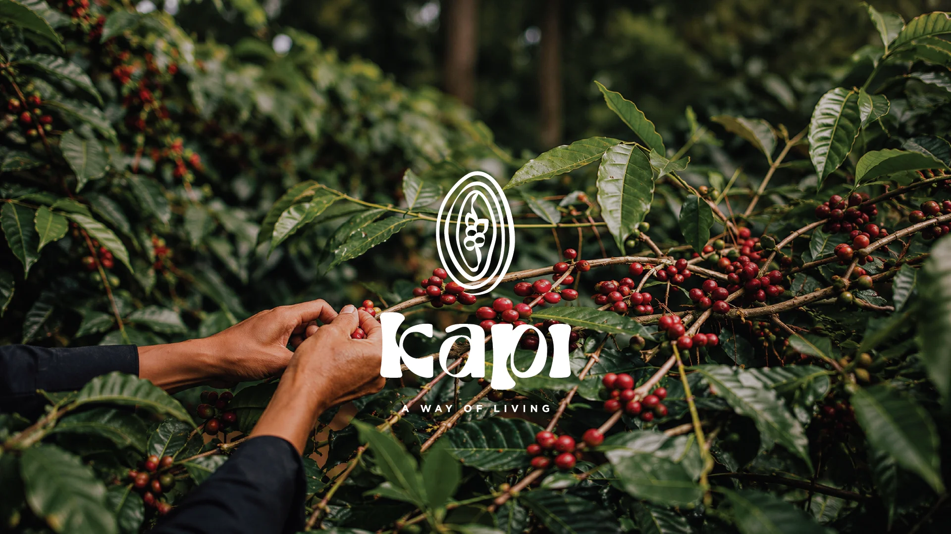 Hands carefully pick ripe, red coffee cherries from lush, green coffee plants, surrounded by dense foliage with the logo "Kapi Way of Living" displayed prominently.