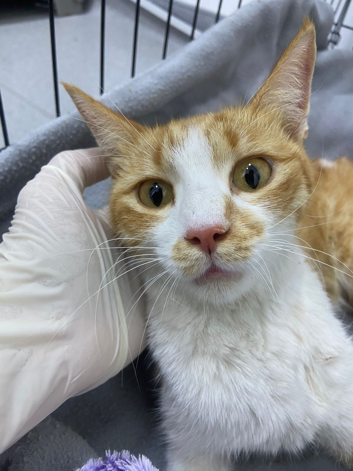 An orange-and-white cat is being gently held by a veterinarian wearing gloves.