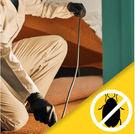 Bed Bug Treatment