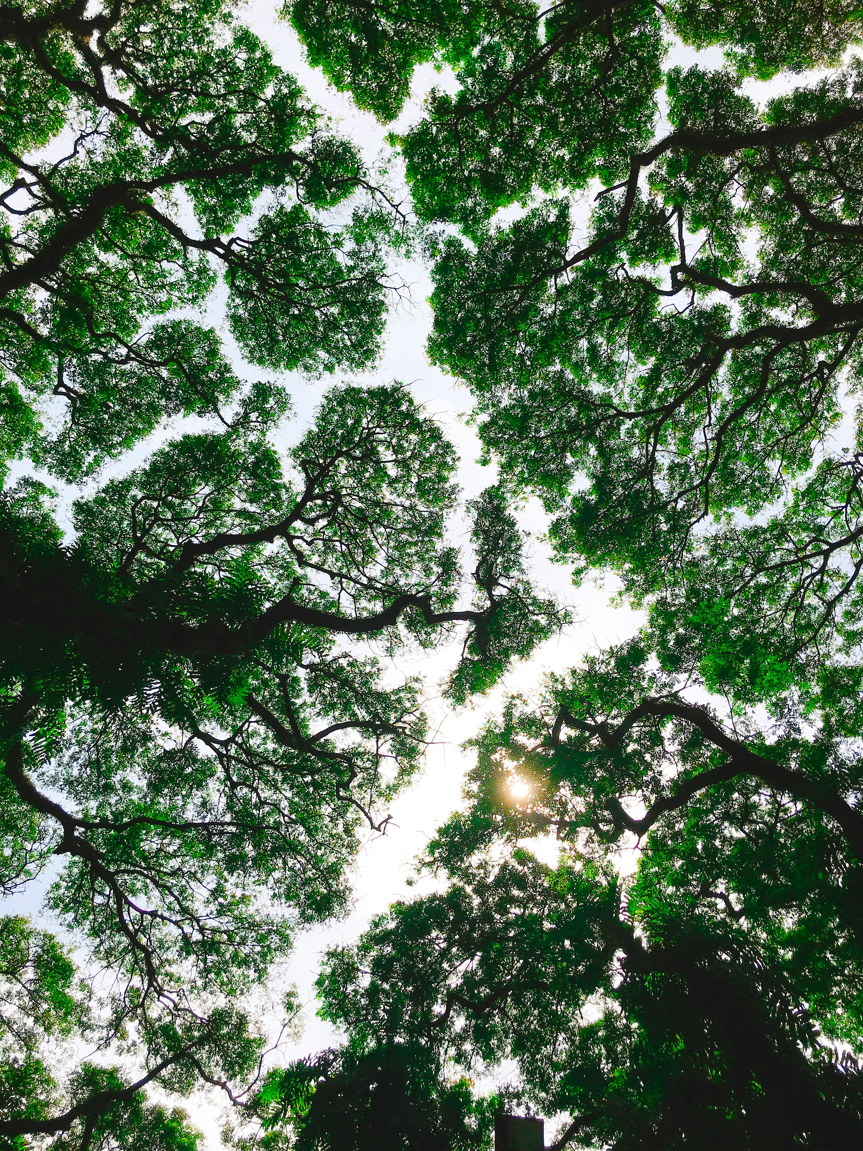 low-angle photo of green trees