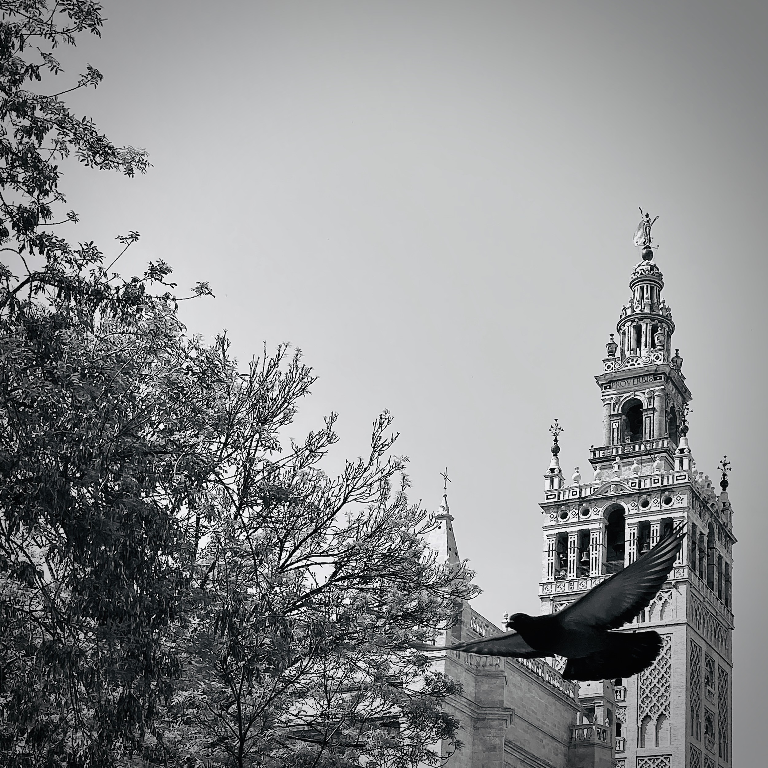 Black and white photo of the cathedral in Seville, visible in the distance, with a bird with outstretched wings in the top right corner and trees on the left side.