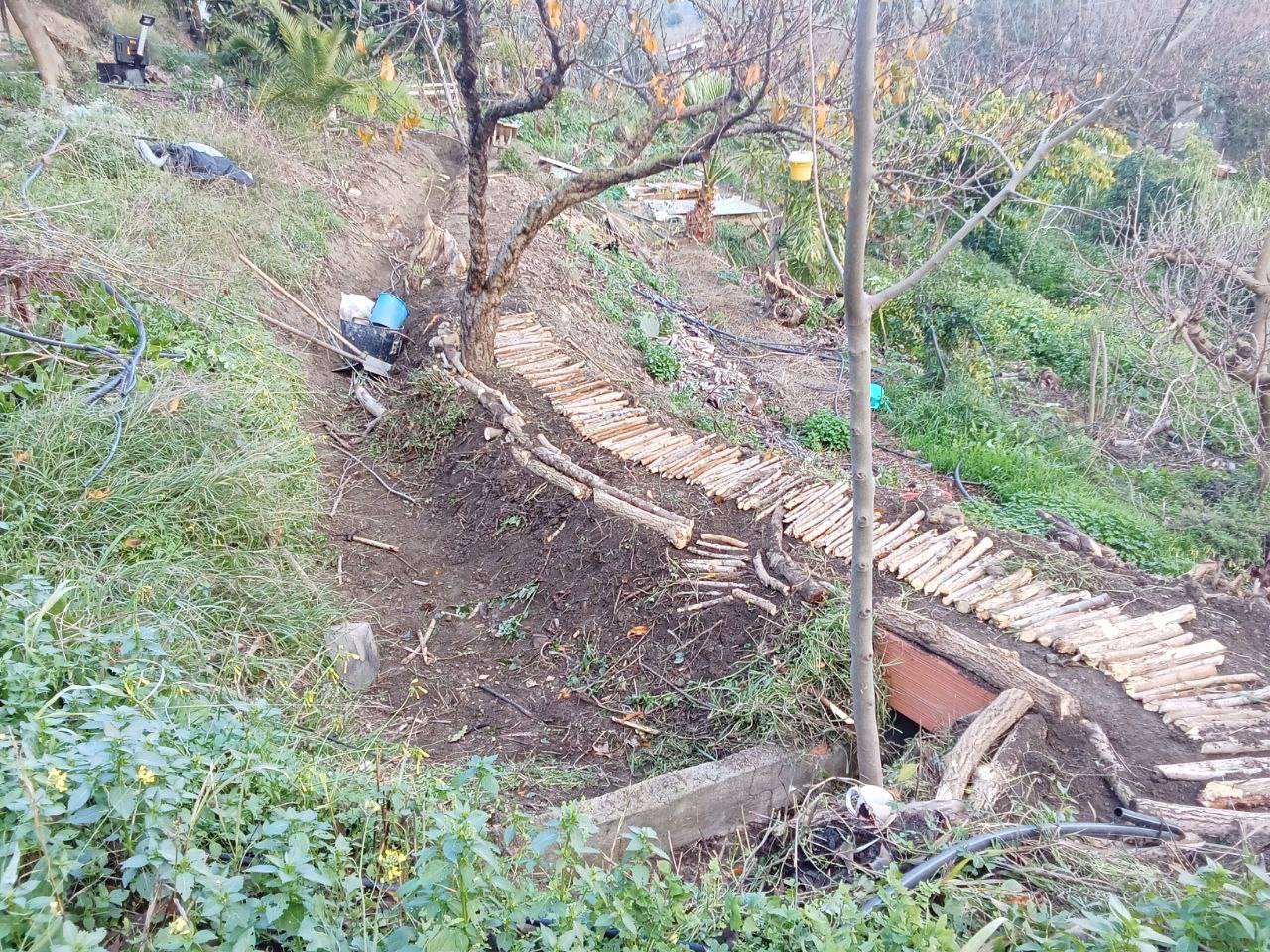 A cockerel and hens among stones and low vegetation