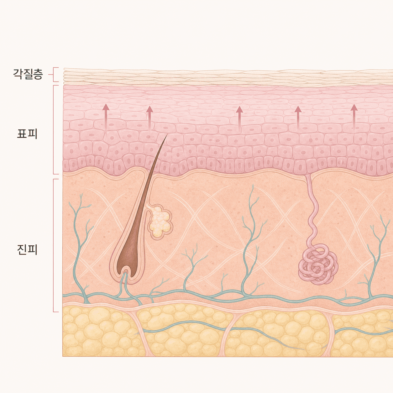 각질층부터 진피까지 이어지는 피부 단면