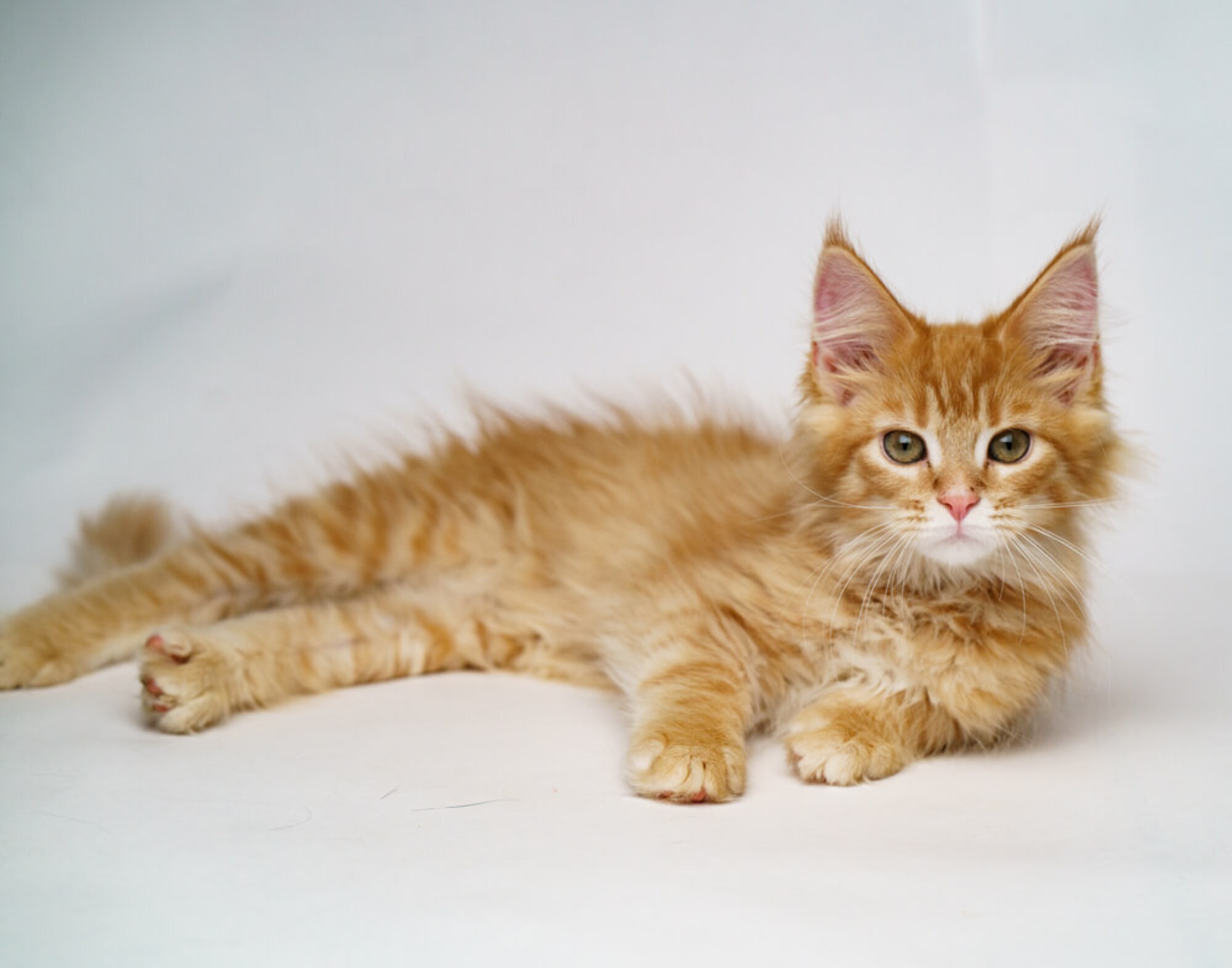 Small cat lying inside a photo studio in Dubai, perfectly framed for soft and natural cute cat photos by Mahvin Photography.