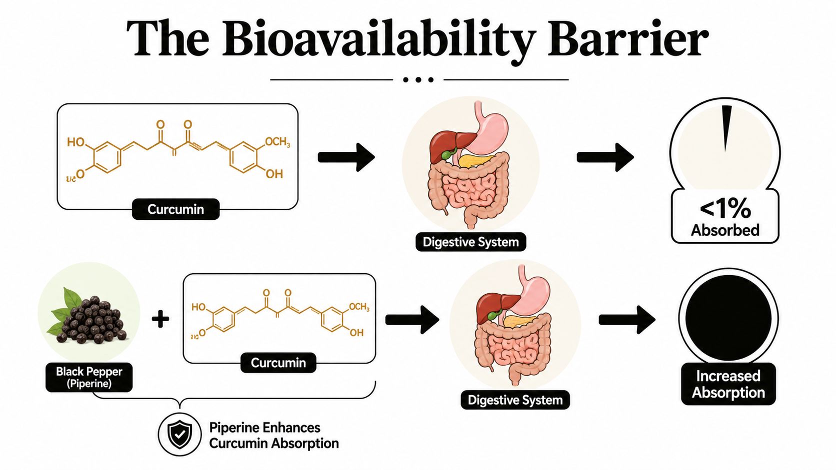 An infographic illustrating how black pepper (piperine) enhances the low bioavailability and absorption of turmeric curcumin in the digestive system.