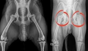 CT scan used in veterinary orthopedic surgery to plan a Hip Dysplasia Surgery.