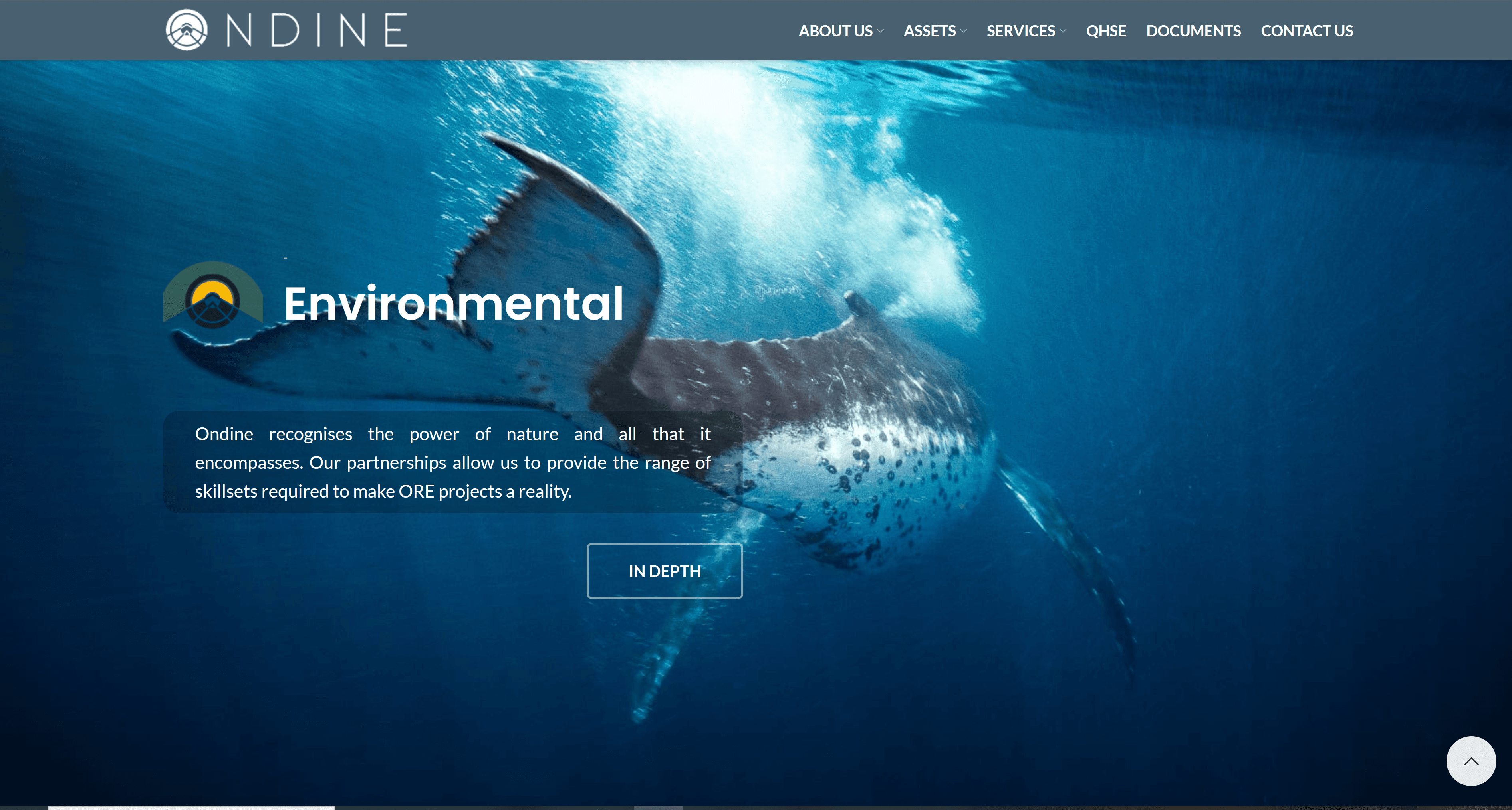 Humpback whale swimming – Supporting image for Irish ocean conservation brand.