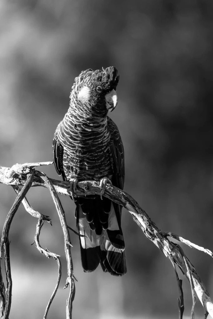 Carnaby’s black cockatoo in native bushland near Margaret River Western Australia wildlife of the Margaret River region