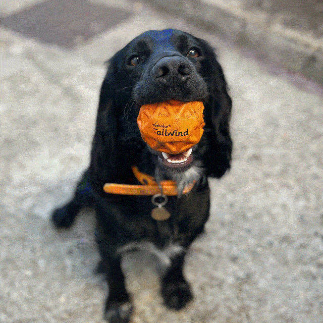 Goran Babarogic Product UX Designer