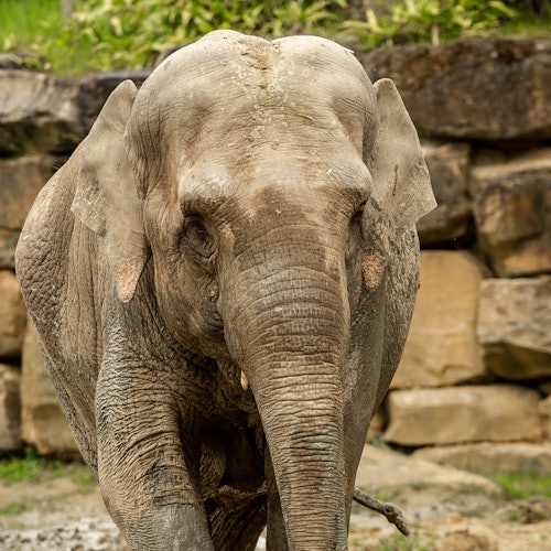 开姆克动物园 - 布兰肯代尔