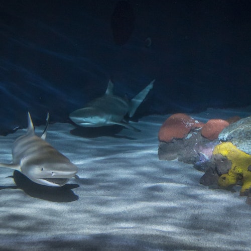 两只鲨鱼在昏暗的水族馆中游动,沙地上可以看到珊瑚的形状。