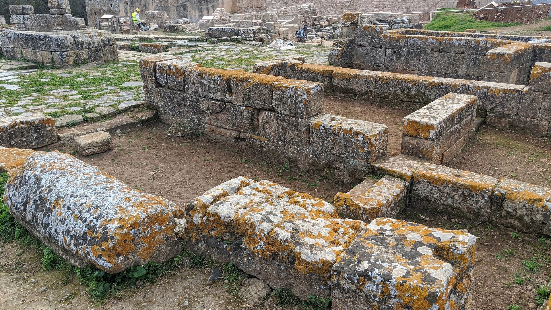 a tree with pink flowers in front of a store