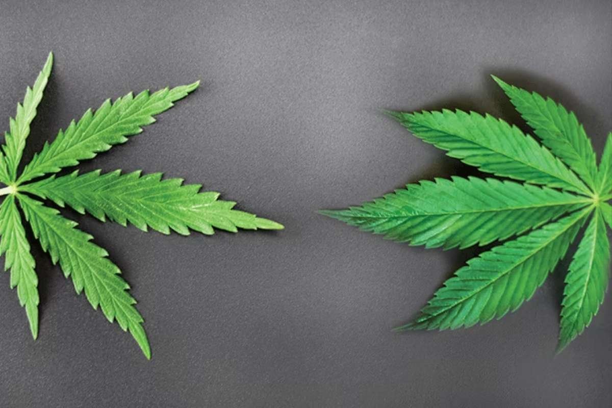 Indica vs. Sativa: What Science Really Says About Cannabis Strains