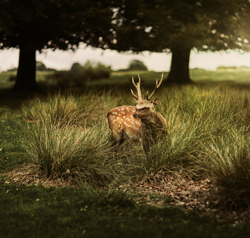 THE PARK, WHILE THEY GATHER