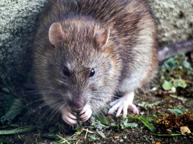 Picture of a Large Brown Rat