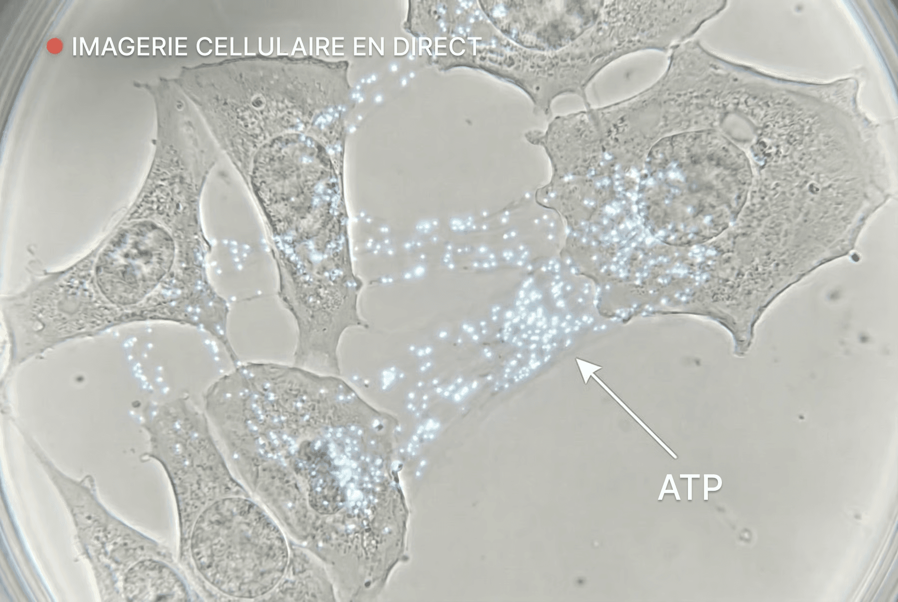 man kissing woman on check beside body of water