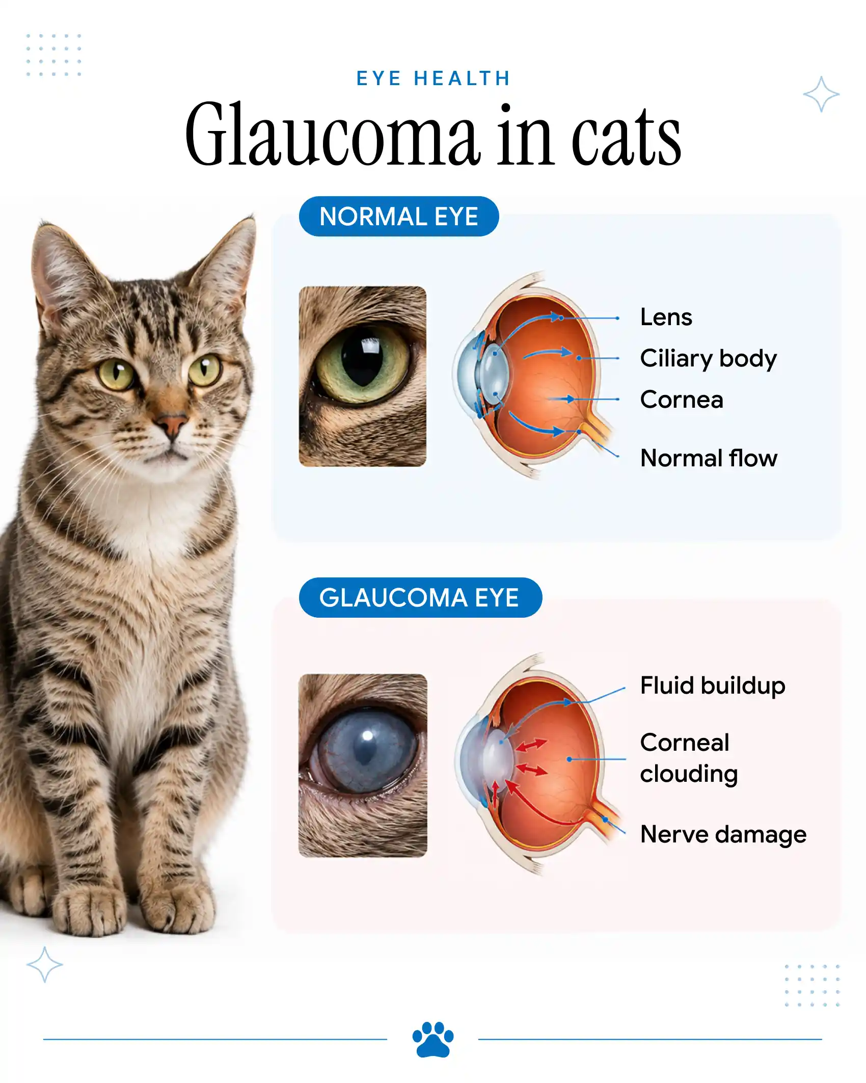 An infographic showing the difference between a normal eye and an eye with glaucoma in cats.
